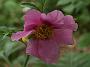 Paeonia veitchii2